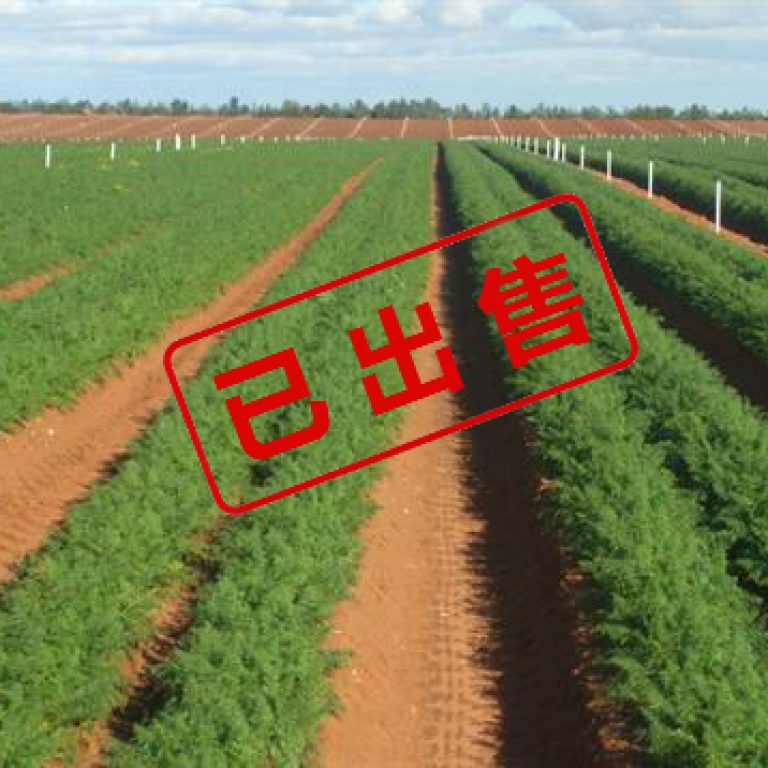 3185140_239071_carrots in production_meitu_14